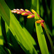 Křešina, montbrécie 'Columbus' - Crocosmia 'Columbus'