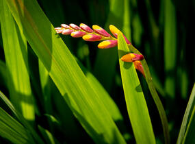 Křešina, montbrécie 'Columbus' - Crocosmia 'Columbus'