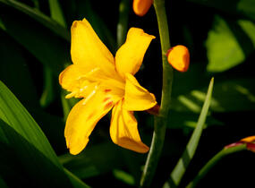 Křešina, montbrécie 'Columbus' - Crocosmia 'Columbus'