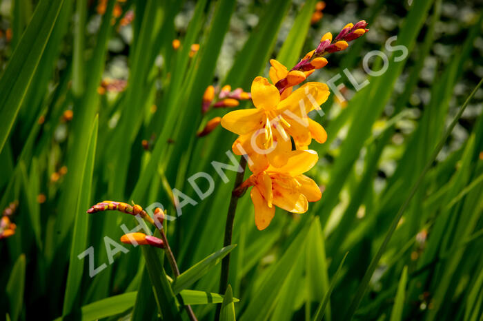Křešina, montbrécie 'Columbus' - Crocosmia 'Columbus'