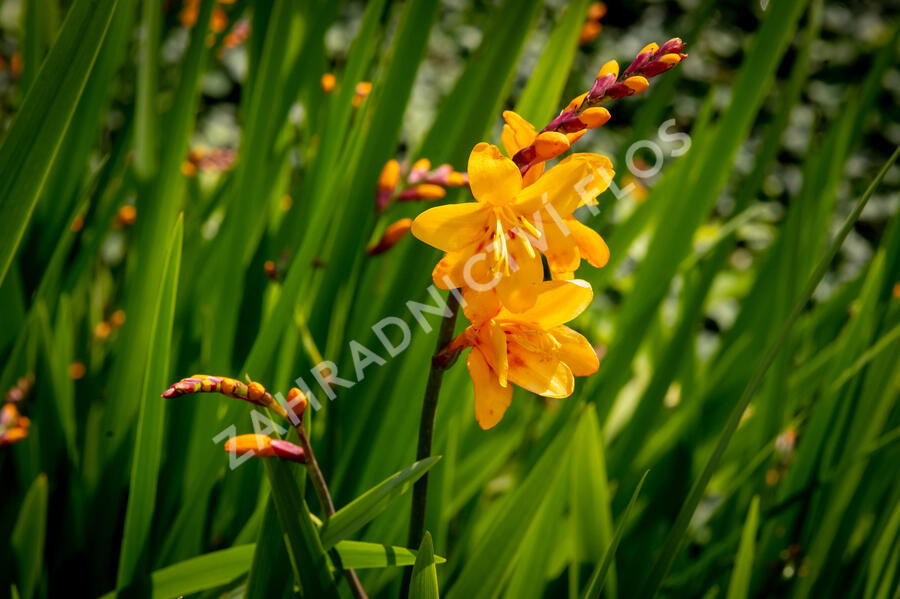 Křešina, montbrécie 'Columbus' - Crocosmia 'Columbus'