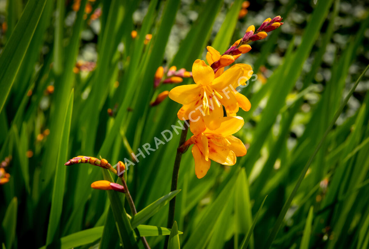 Křešina, montbrécie 'Columbus' - Crocosmia 'Columbus'