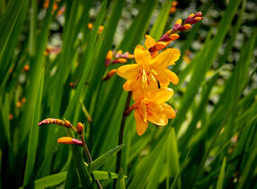 Křešina, montbrécie 'Columbus' - Crocosmia 'Columbus'