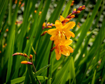 Křešina, montbrécie 'Columbus'