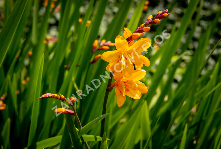 Křešina, montbrécie 'Columbus' - Crocosmia 'Columbus'