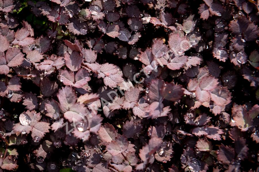 Plazilka beztrnná 'Purpurea' - Acaena inermis 'Purpurea'
