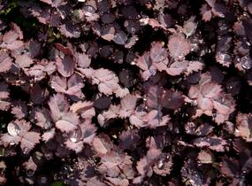 Plazilka beztrnná 'Purpurea' - Acaena inermis 'Purpurea'