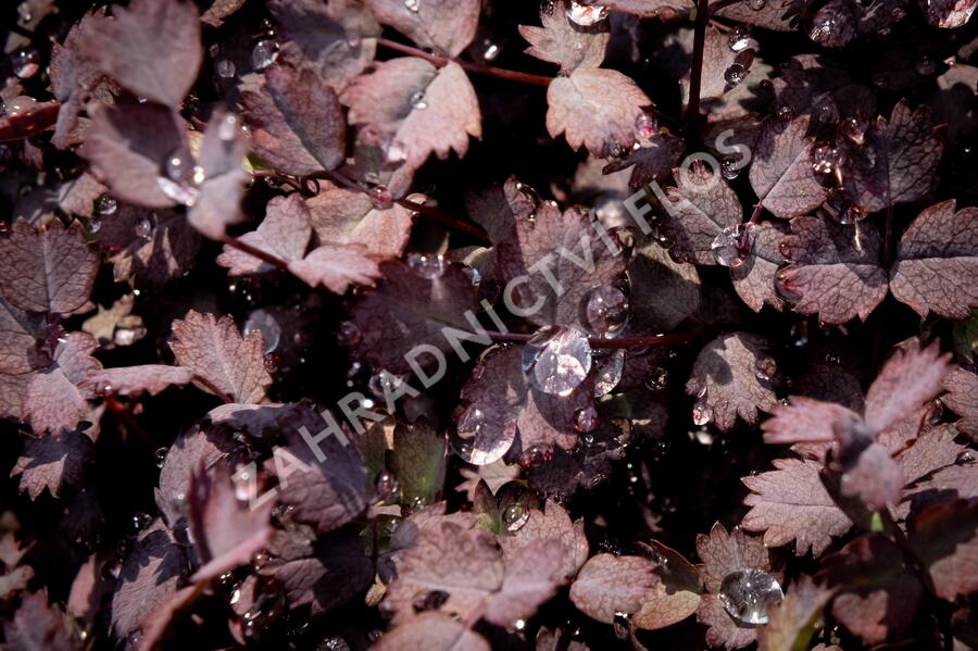 Plazilka beztrnná 'Purpurea' - Acaena inermis 'Purpurea'