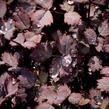 Plazilka beztrnná 'Purpurea' - Acaena inermis 'Purpurea'