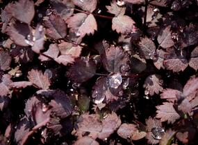 Plazilka beztrnná 'Purpurea' - Acaena inermis 'Purpurea'