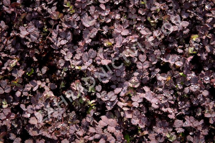 Plazilka beztrnná 'Purpurea' - Acaena inermis 'Purpurea'