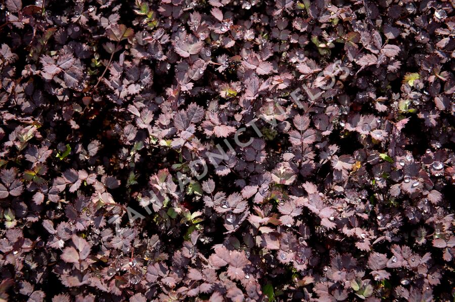 Plazilka beztrnná 'Purpurea' - Acaena inermis 'Purpurea'