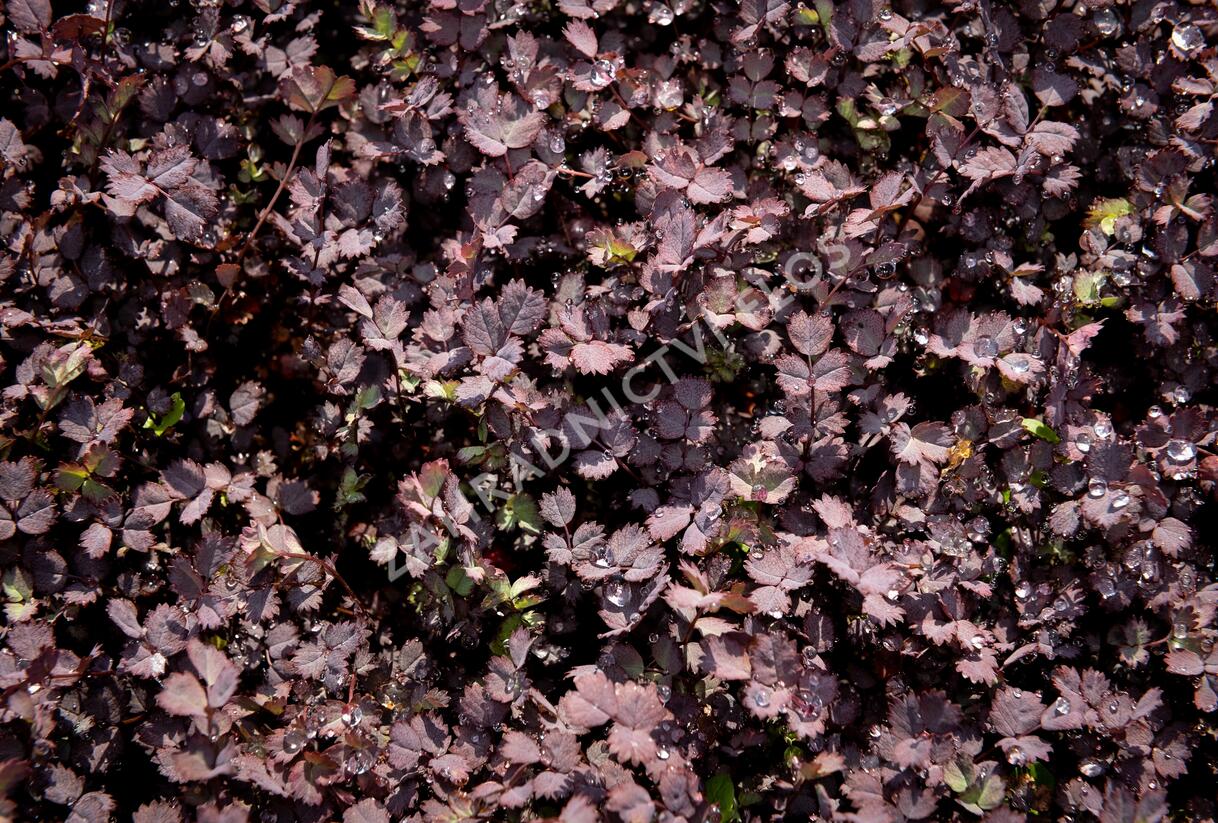 Plazilka beztrnná 'Purpurea' - Acaena inermis 'Purpurea'
