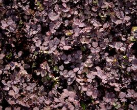Plazilka beztrnná 'Purpurea'