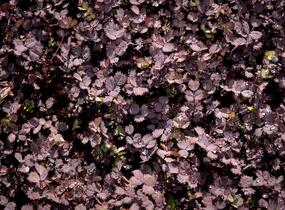 Plazilka beztrnná 'Purpurea' - Acaena inermis 'Purpurea'