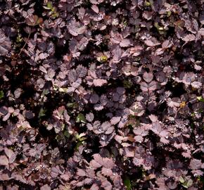 Plazilka beztrnná 'Purpurea' - Acaena inermis 'Purpurea'