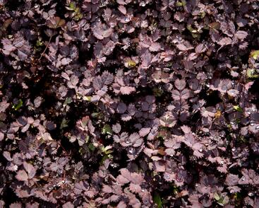 Plazilka beztrnná 'Purpurea'