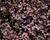 Plazilka beztrnná 'Purpurea'