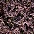 plazilka-purpurea.jpg