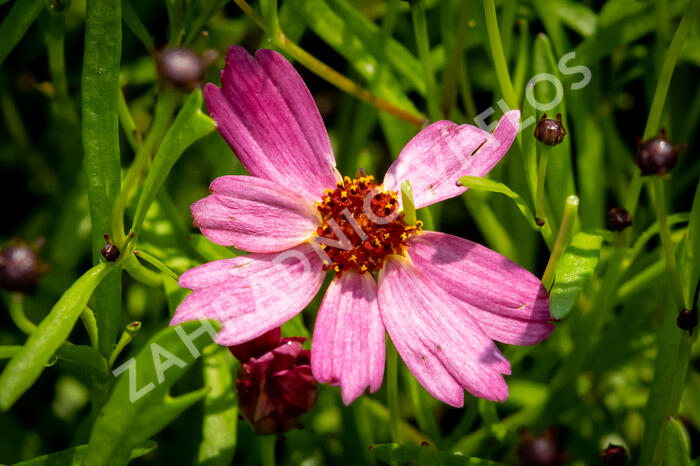 Krásnoočko přeslenité ' Ruby Red' - Coreopsis verticillata' Ruby Red'