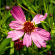 Krásnoočko přeslenité ' Ruby Red' - Coreopsis verticillata' Ruby Red'