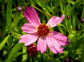 Krásnoočko přeslenité ' Ruby Red' - Coreopsis verticillata' Ruby Red'