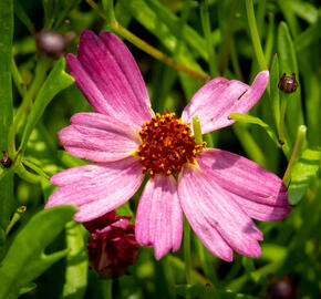 Krásnoočko přeslenité ' Ruby Red' - Coreopsis verticillata' Ruby Red'