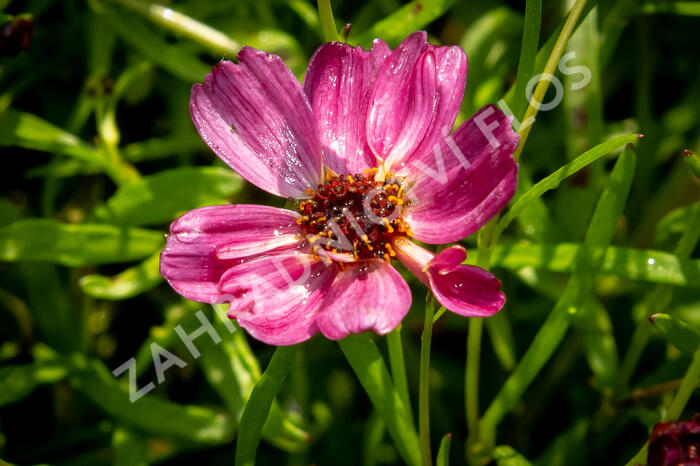 Krásnoočko přeslenité ' Ruby Red' - Coreopsis verticillata' Ruby Red'