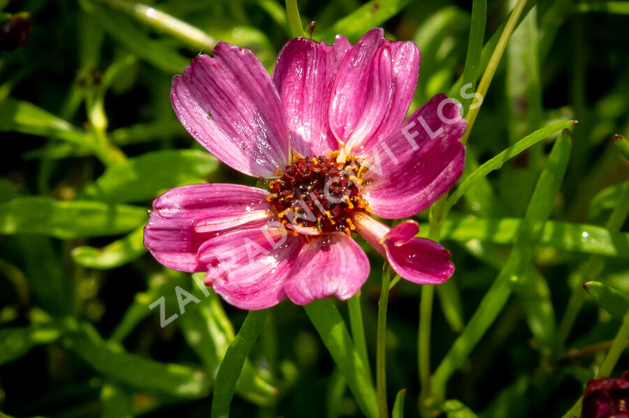 Krásnoočko přeslenité ' Ruby Red' - Coreopsis verticillata' Ruby Red'
