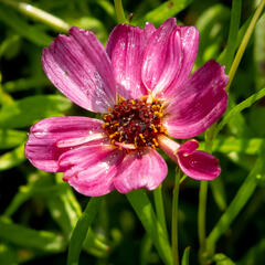 Krásnoočko přeslenité ' Ruby Red' - Coreopsis verticillata' Ruby Red'