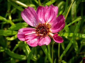 Krásnoočko přeslenité ' Ruby Red' - Coreopsis verticillata' Ruby Red'