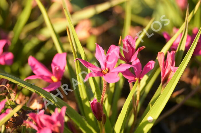 Rhodoxis 'Fairytale' - Rhodoxis 'Fairytale'