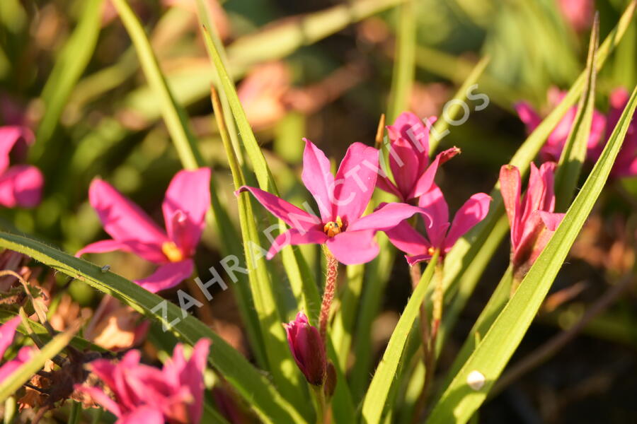 Rhodoxis 'Fairytale' - Rhodoxis 'Fairytale'