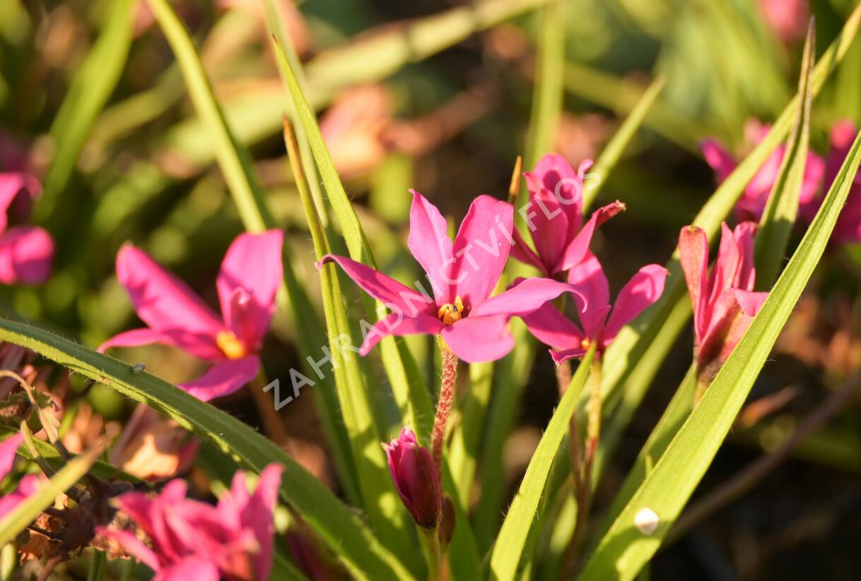 Rhodoxis 'Fairytale' - Rhodoxis 'Fairytale'