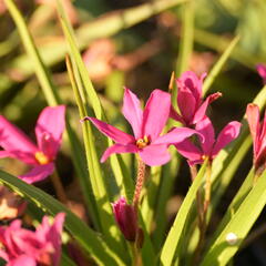 Rhodoxis 'Fairytale' - Rhodoxis 'Fairytale'