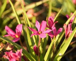 Rhodoxis 'Fairytale'