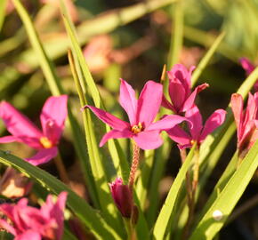 Rhodoxis 'Fairytale' - Rhodoxis 'Fairytale'