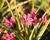 Rhodoxis 'Fairytale'