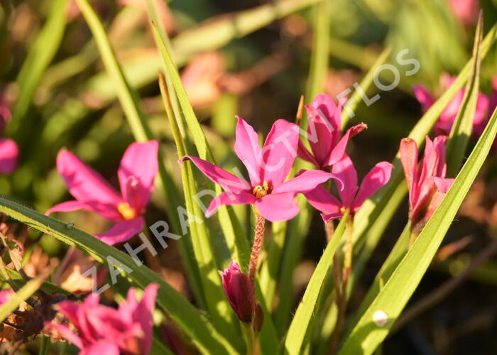 Rhodoxis 'Fairytale' - Rhodoxis 'Fairytale'