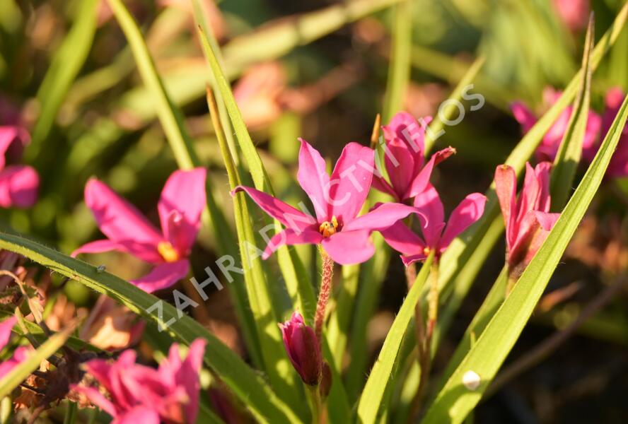 Rhodoxis 'Fairytale' - Rhodoxis 'Fairytale'