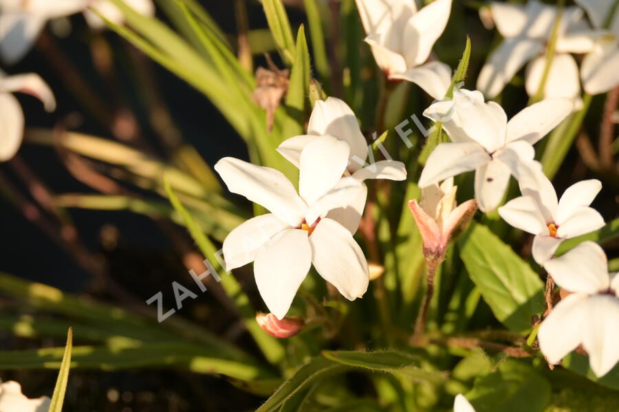 Rhodoxis 'Fairy Snow' - Rhodoxis 'Fairy Snow'