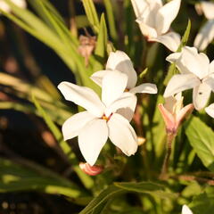 Rhodoxis 'Fairy Snow' - Rhodoxis 'Fairy Snow'