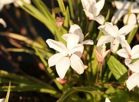 Rhodoxis 'Fairy Snow' - Rhodoxis 'Fairy Snow'