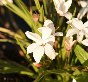 Rhodoxis 'Fairy Snow' - Rhodoxis 'Fairy Snow'