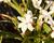 Rhodoxis 'Fairy Snow'