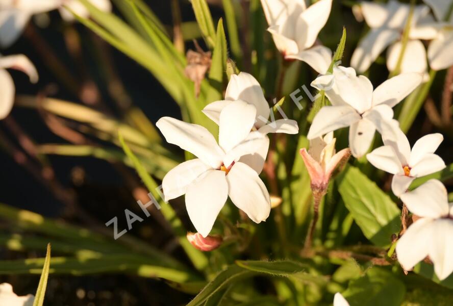 Rhodoxis 'Fairy Snow' - Rhodoxis 'Fairy Snow'