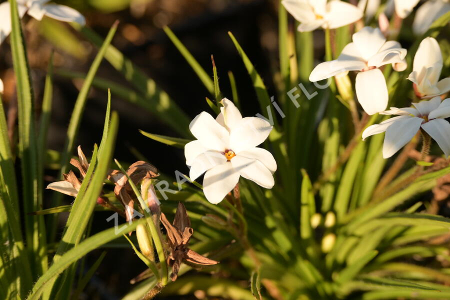 Rhodoxis 'Fairy Snow' - Rhodoxis 'Fairy Snow'