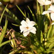 Rhodoxis 'Fairy Snow' - Rhodoxis 'Fairy Snow'