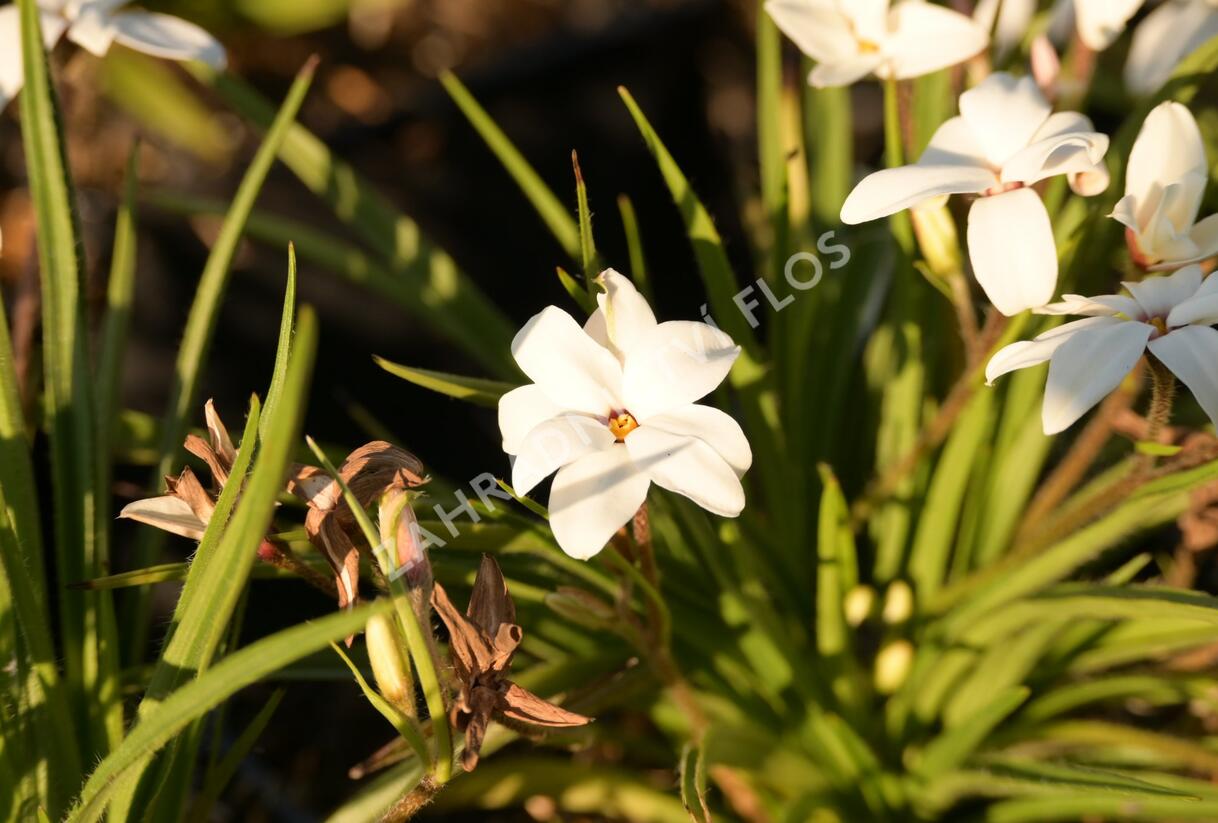 Rhodoxis 'Fairy Snow' - Rhodoxis 'Fairy Snow'