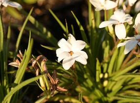Rhodoxis 'Fairy Snow' - Rhodoxis 'Fairy Snow'